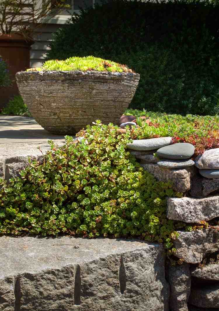 sadrokartón-výsadba-izbový-Sempervivum