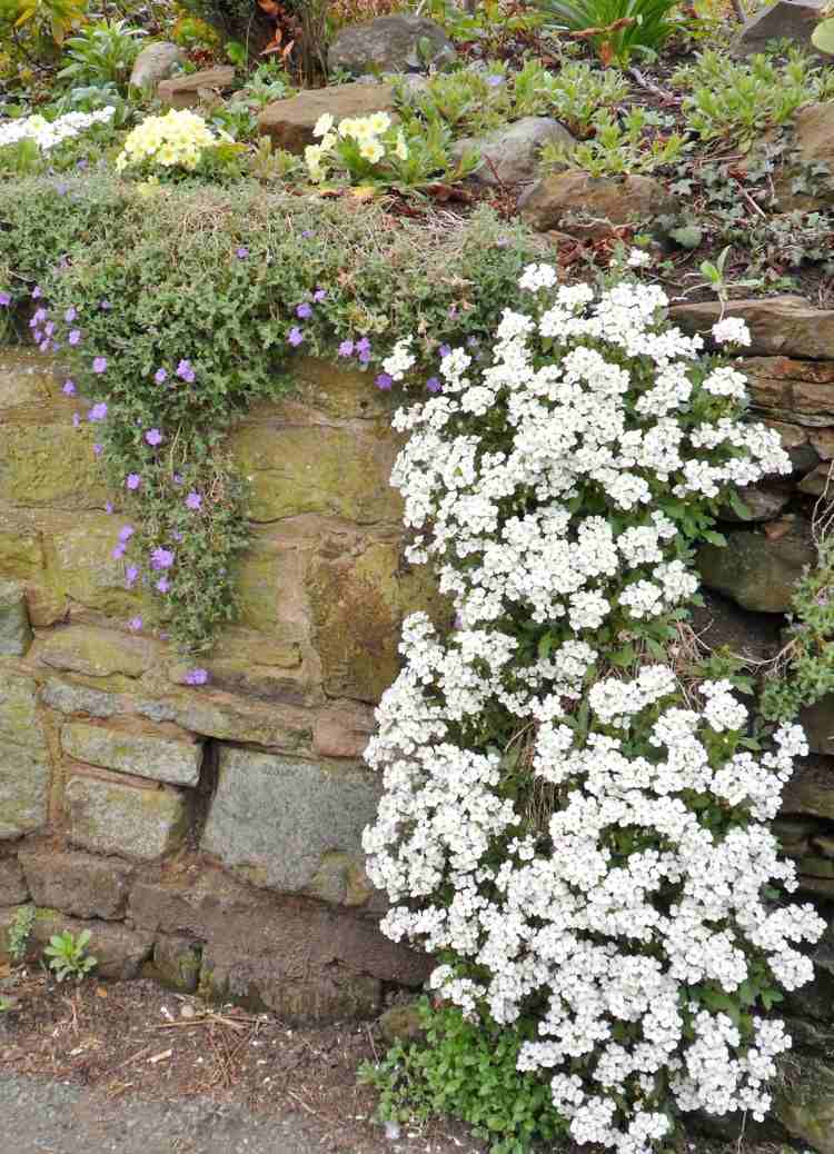 sadrokartón-výsadba-závesné-rastliny-kaukazský-skalnička-snehová čiapka-biela