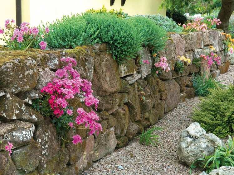 Suché kamenné múry vysádzajú horký koreň-slnko-čiastočný tieň