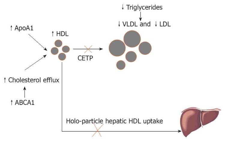 Ilustrácia absorpcie HDL cholesterolu v tele pečeňou