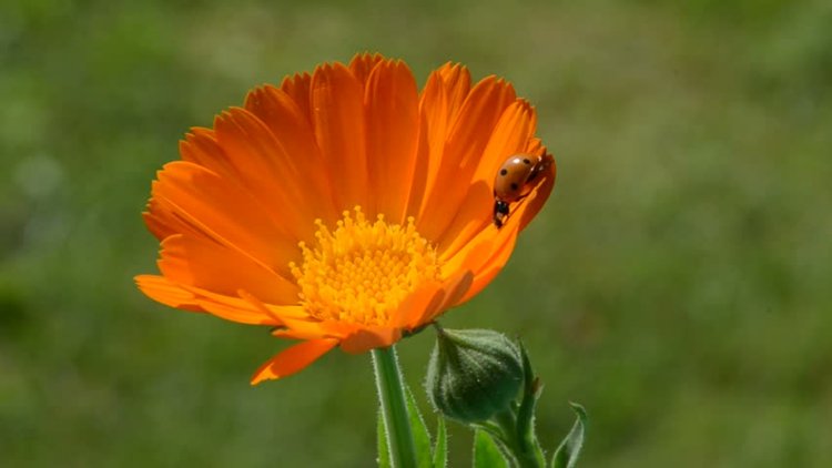 Užitočné organizmy v záhrade nechtík-nechtík-officinalis-lienka-lákajú