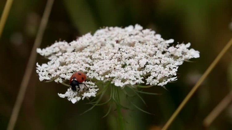 sadenice-záhrada-rebríček-achillea-millefolium-biela-lienka-prilákať