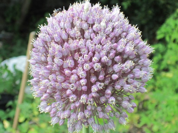 Prospešná-záhradná-cesnak-allium-lienka-lákajúca