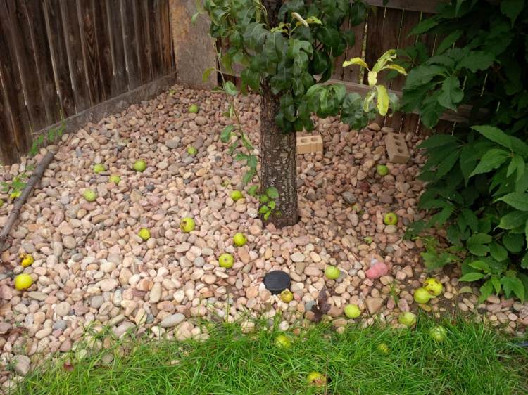 Súčasťou údržby sadu je vždy zber spadnutého ovocia zber plodín jeseň zima záhrada starostlivosti o stromy