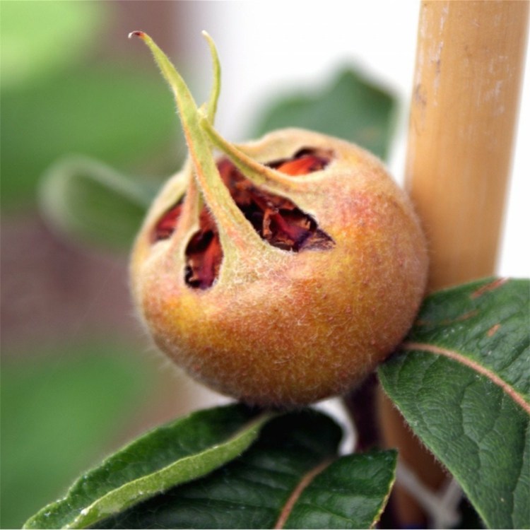 Starostlivosť o sad v decembri - mišpule mišpule ovocná blaetter starostlivosť o záhradu zima