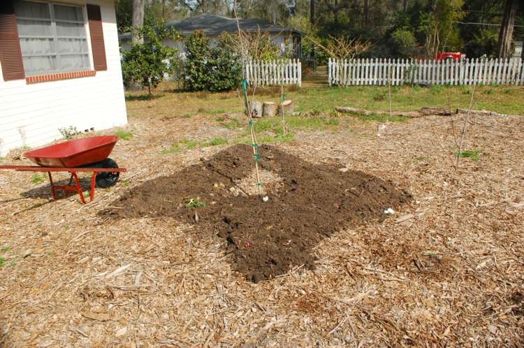 Niektoré ovocné stromy je možné vysadiť v decembri stromové rastliny zimná starostlivosť o záhradu