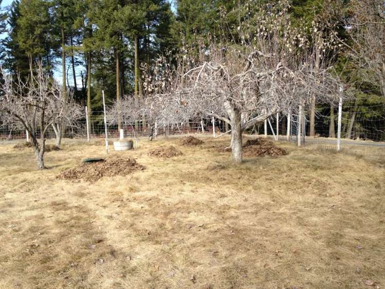 Starostlivosť o sad vyžaduje hrabanie listov pred prvým snehom starostlivosť o kmeň stromu december tipy záhradnícke práce