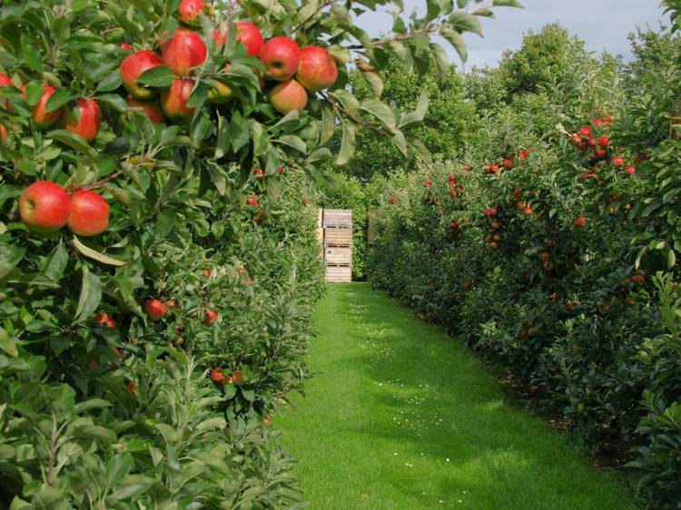 Orchard Care - Bujný jablkový sad starostlivosť o sad v decembri tipy na trávnik pre jabloňový sad