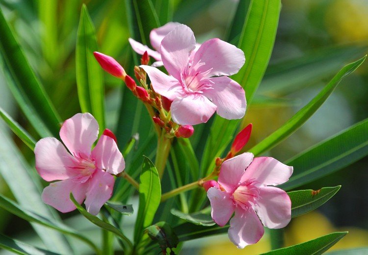 Oleander rezané ružové kvety Pokyny s obrázkom