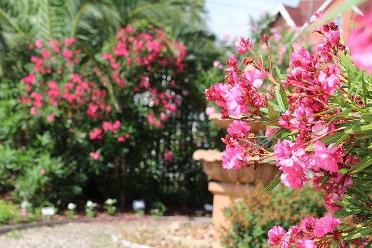 Oleander rezaný ružový ker