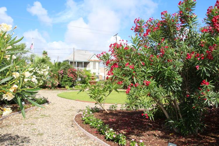 Pokyny na rezanie oleandra pre ružové kvety