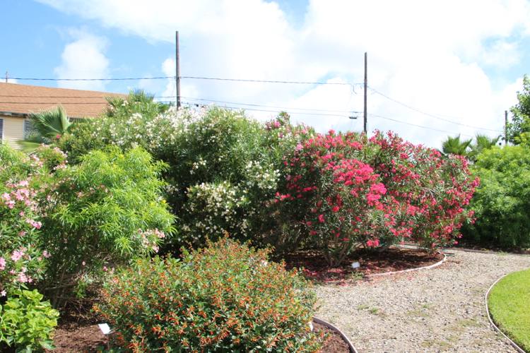 Sprievodca nápadmi na záhradné trvalky oleandrom