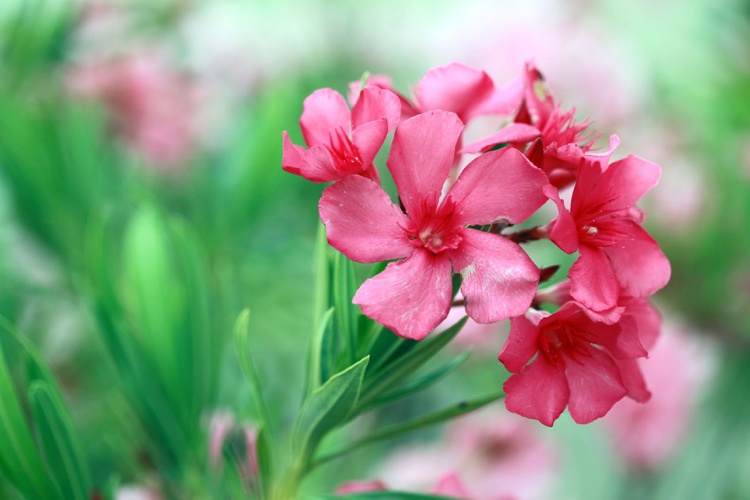 Oleander strihal pri poučení obrázkov