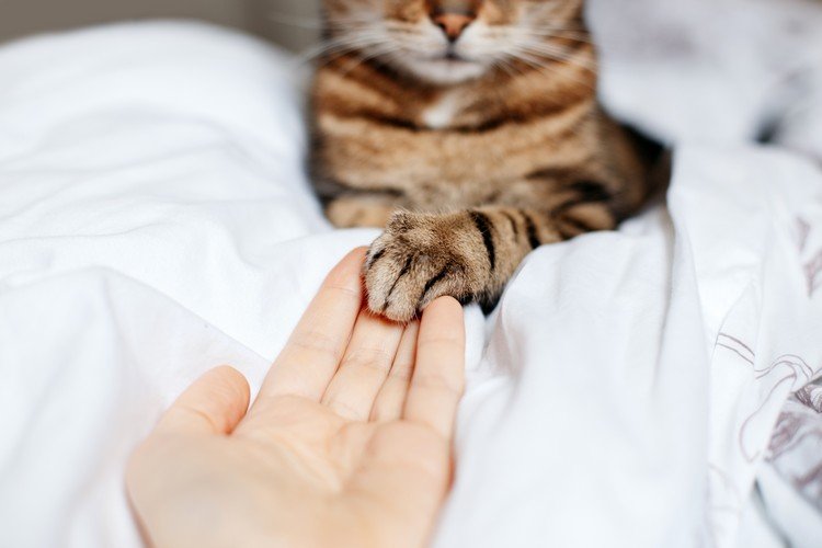 Voda z oranžových kvetov pomáha pri ranách domácich zvierat