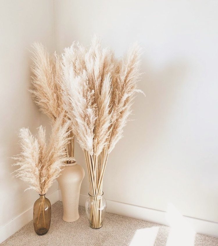 Tráva Pampas v rôznych dĺžkach pre vázy