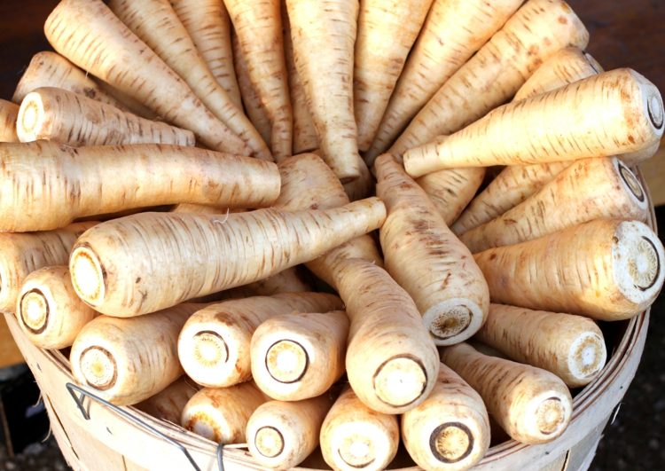Uchovávanie paštrnáka je jednoduché zber paštrnák koreňová zelenina vedro drevo