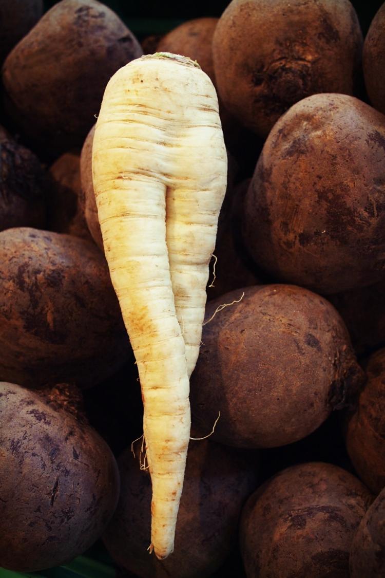 Paštrnák a repa sú zdravá koreňová zelenina ochutnať sladkú koreňovú zeleninu z červenej repy