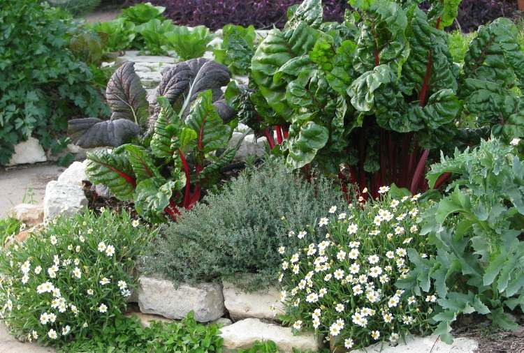 permakultúrna záhrada plánovanie záhradnej jedlej zeleninovej záhrady