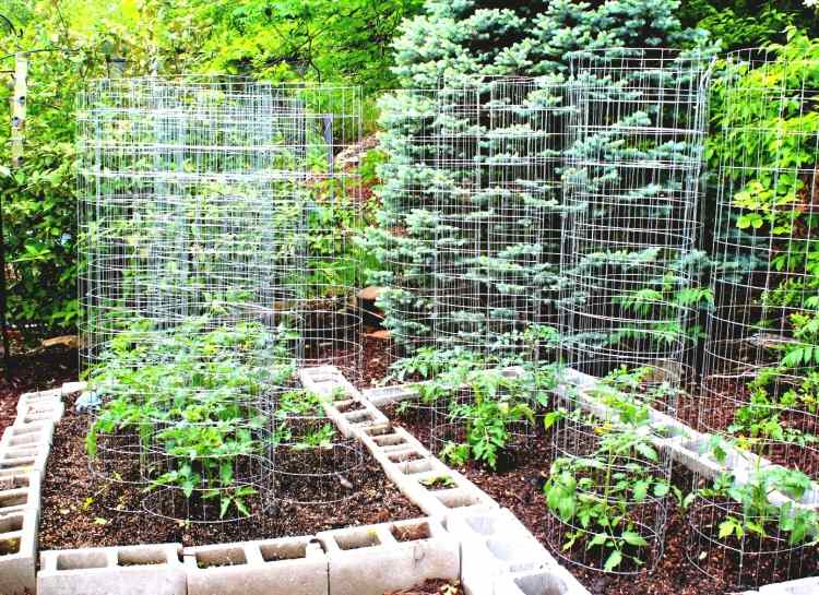 permakultúrna záhrada sejba divých paradajok huehner chrániť