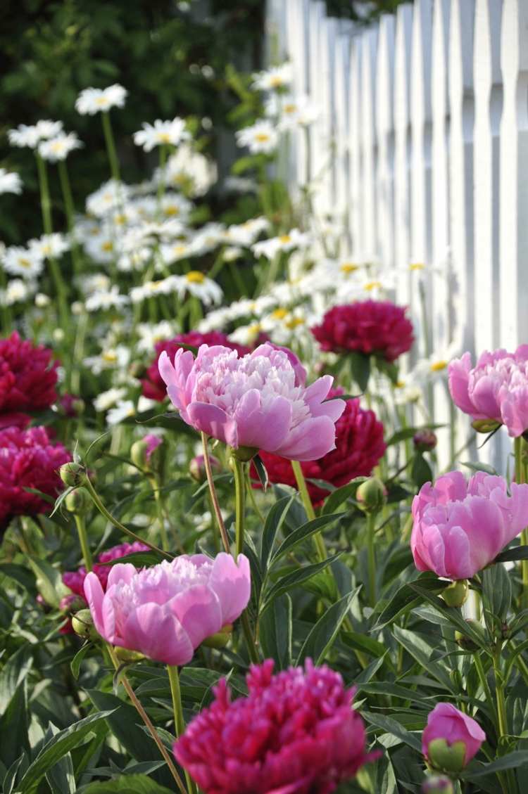 Pivoňky rastliny hnojiť-strihať-hobby-záhradník-plot