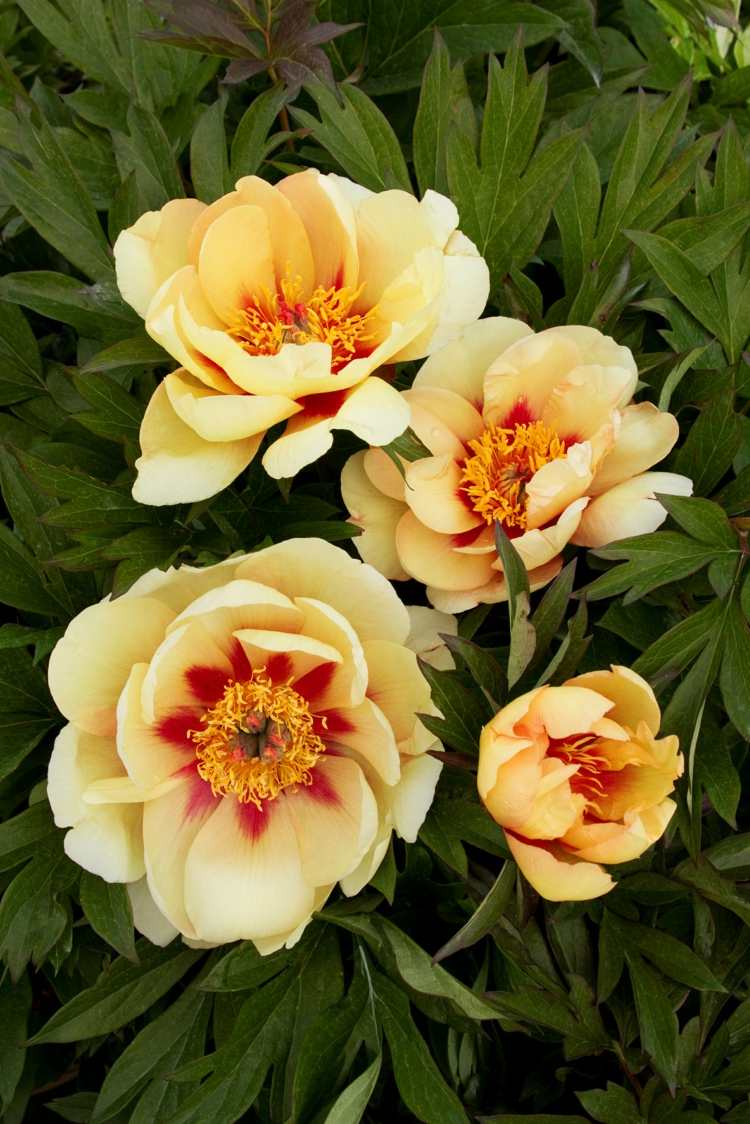 Pivoňky rastliny žltooranžové-kvitnúce-čas-kvitnúce-jar-leto