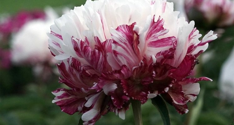 Pivoňka-rastliny-biele-bodeaux-záhradný dizajn-inšpirácia