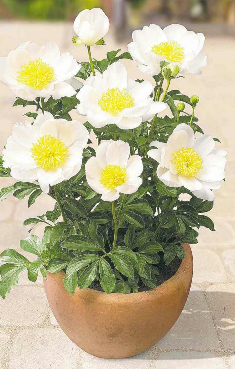 Pivoňka-rastliny-kvetináč-vaňa-terasa-balkón