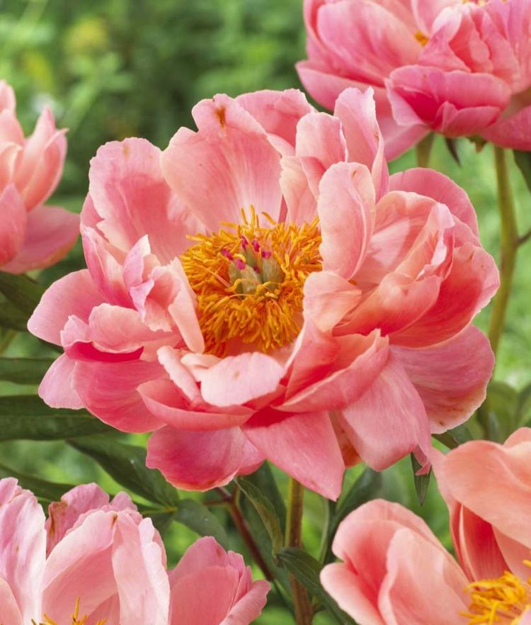 Pivoňky vysádzajú lososovo-farebnú-korálovo-ružovú-pekne-sadivú-záhradu