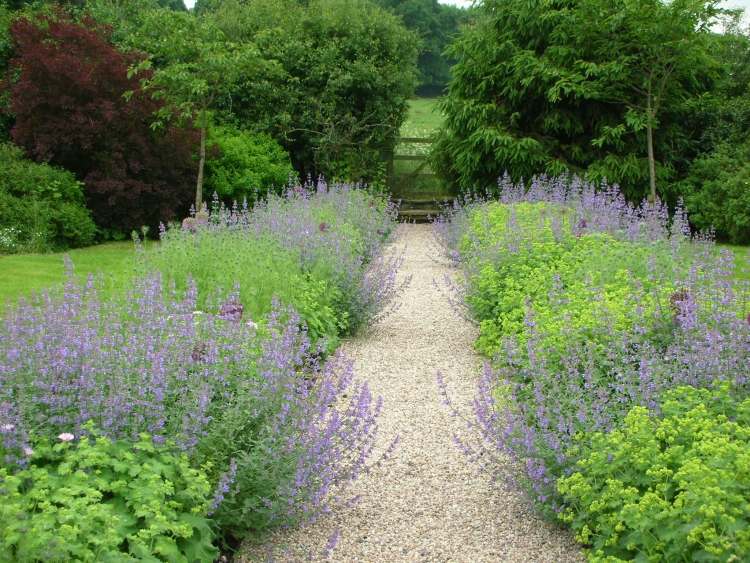 rastliny-štrk-záhrada-záhrada-cesta-kríky-mačka-júl