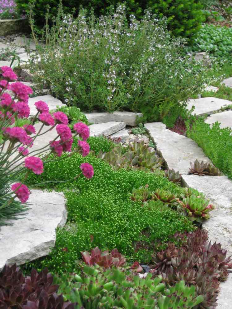 rastliny-štrk-zemný kryt-klinček-vňať-zemný kryt-kamene-kríky