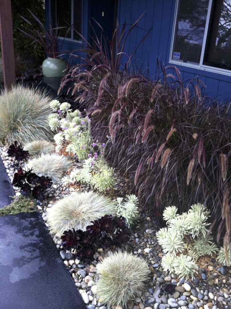 rastlina-štrkové záhony-kostrava modrá-pampy-tráva-vytvorte-púšť-záhradu