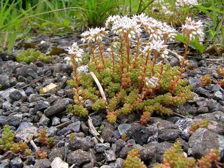rastliny-štrk-rozchodník-rozchodník-hrubozrnný-hrubý-skalný-rozchodník-sedum
