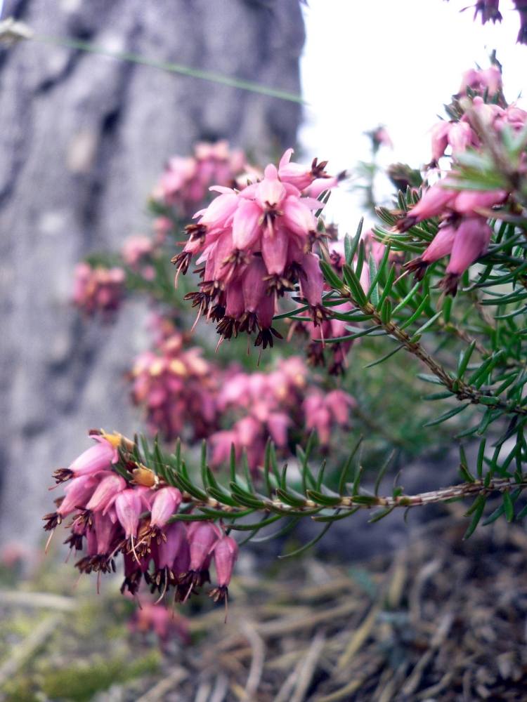 rastliny-štrkové záhony-alpinum-zimné vresy-ružové-farby-suché