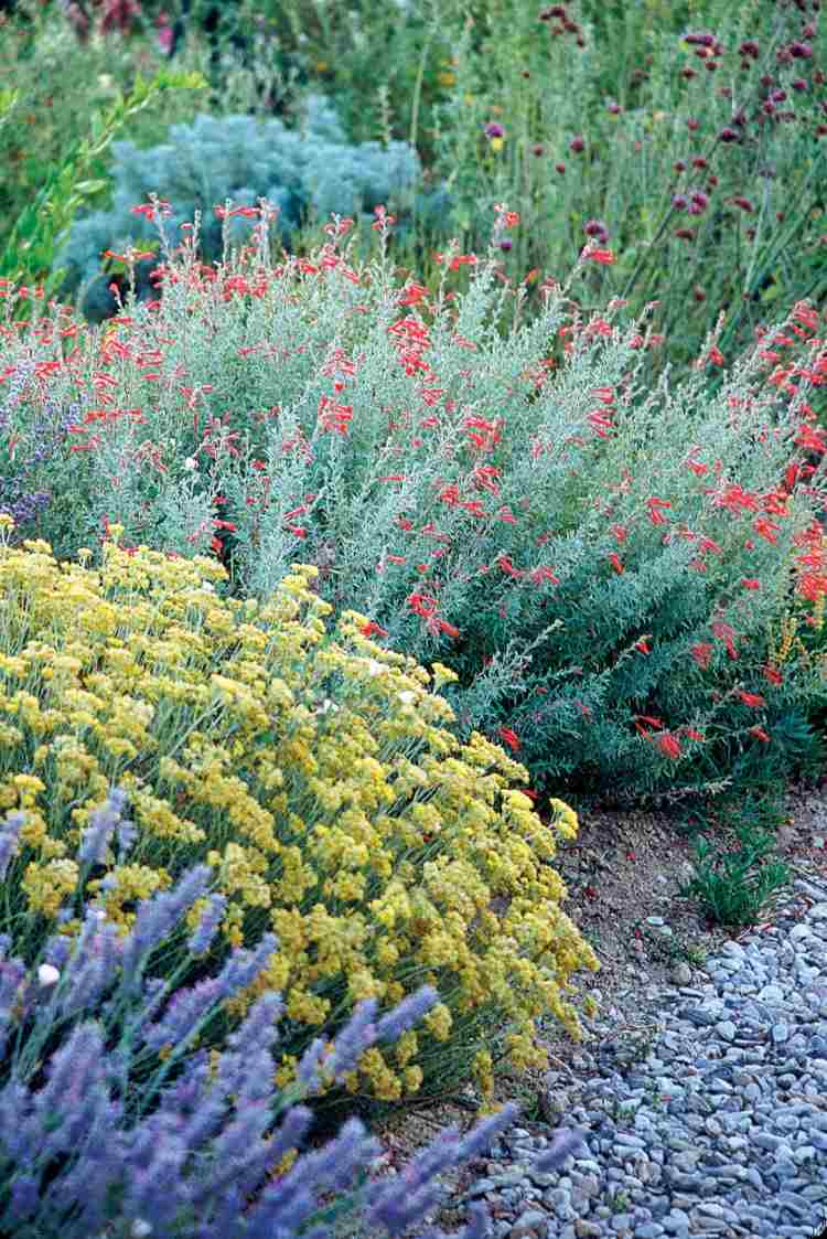 rastliny-štrkové záhony-Achillea-Scharfgrabe-levanduľové kríky-štrk-drť