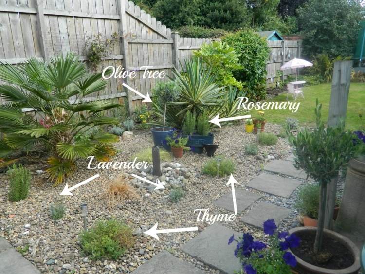 Rastliny pre štrkový záhon slnečné-poloha-levanduľa-tymian-rozmarín-olivovník