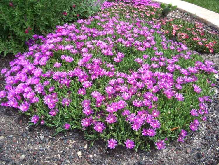 rastliny-štrkové záhony-purpurovo kvitnúce-Delosperma-cooperi