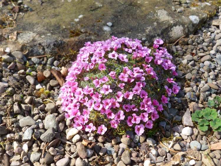 rastliny-štrkové záhony-androsace-carnea-muž-znamenie