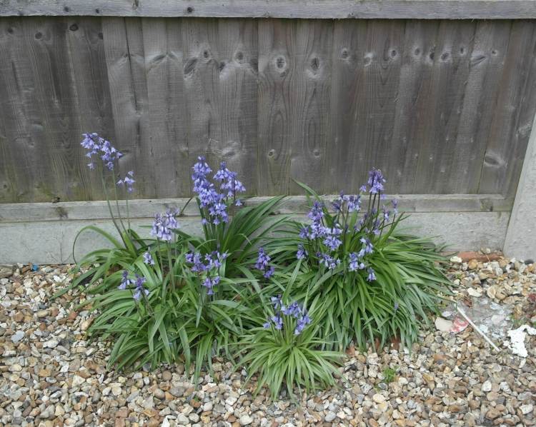 rastliny-štrkové záhony-slnečné-zajačie zvony