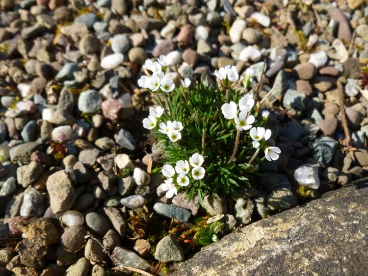 rastlina-štrk-saxifraga-saxifrage-Haagii-biela