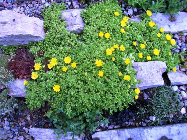 rastliny-štrkové záhony-žltá-Delosperma-nubigena