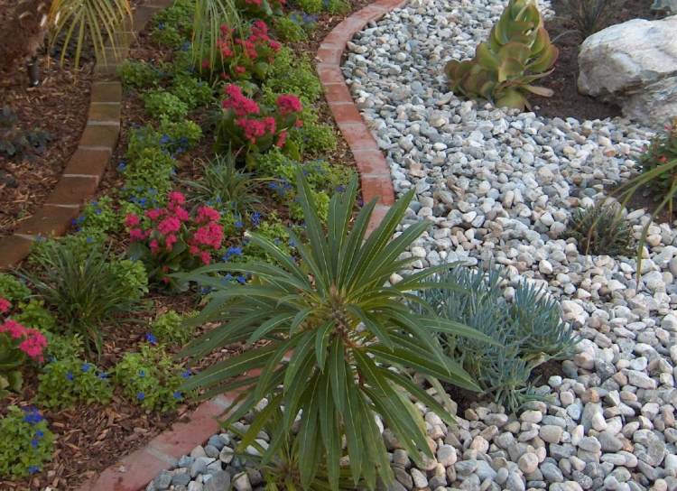 Rastliny na štrkové lôžko-rastliny-rastliny-milujúce sucho-odrody-rastliny