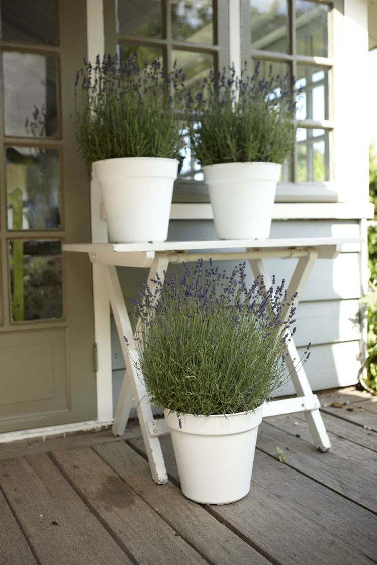 rastliny-proti-komárom-domáce-prostriedky-levandule-okno-mediteránne-voňavé rastliny