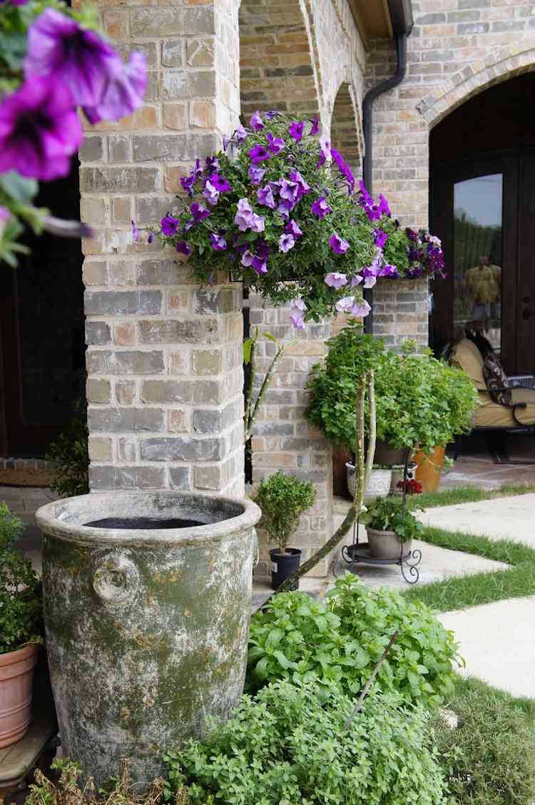 rastliny-proti-komárom-domáce-prostriedky-záhrada-mediteránne-závesné-rastliny-begónia