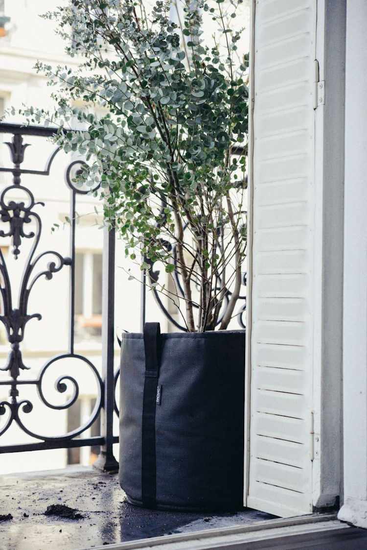 rastliny-proti-komárom-domáce-prostriedky-eukalyptu-strom-malý-balkón
