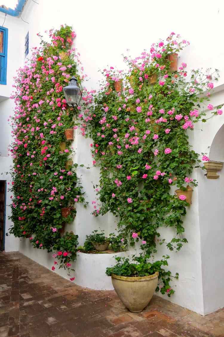 rastliny-proti-komárom-domáce-prostriedky-muškáty-stredomorské-nádherné-bujné