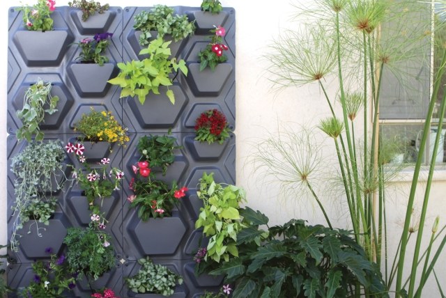 Izbové druhy rastlín so zelenými stenami vytvárajú dobrú náladu Izbové zelenostenné druhy rastlín prečisťujú vzduch