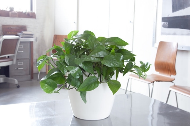 Hrnkové rastliny štýl interiéru-kvetinové úpravy-elegancia v kancelárii-filodendron Elegancia kvetinových úprav v kancelárii dekorácie kvetináč biely