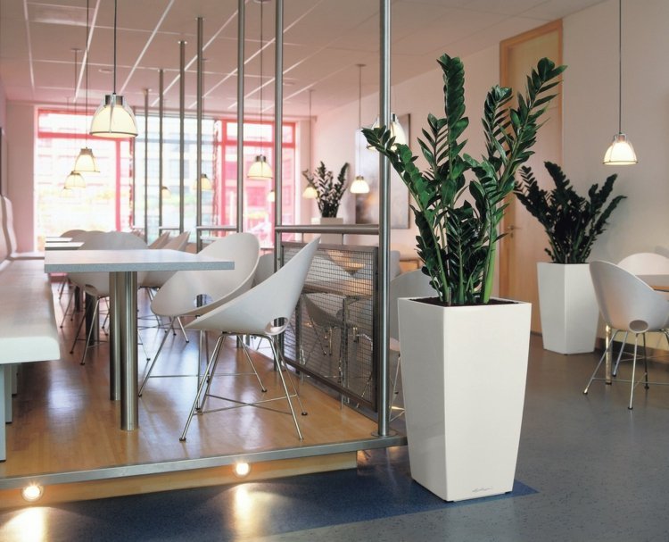 Zamioculcas je tiež rastlina pre málo svetla závod-kancelária-zamioculcas-chodba-zariadenie-závesné svetlá