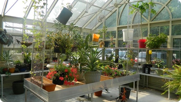 zasadzuje tipy pre skleníky na pestovanie v interiéri