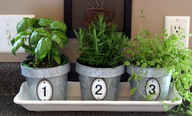 Správna starostlivosť o izbové rastliny má bylinkovú záhradnú kuchyňu